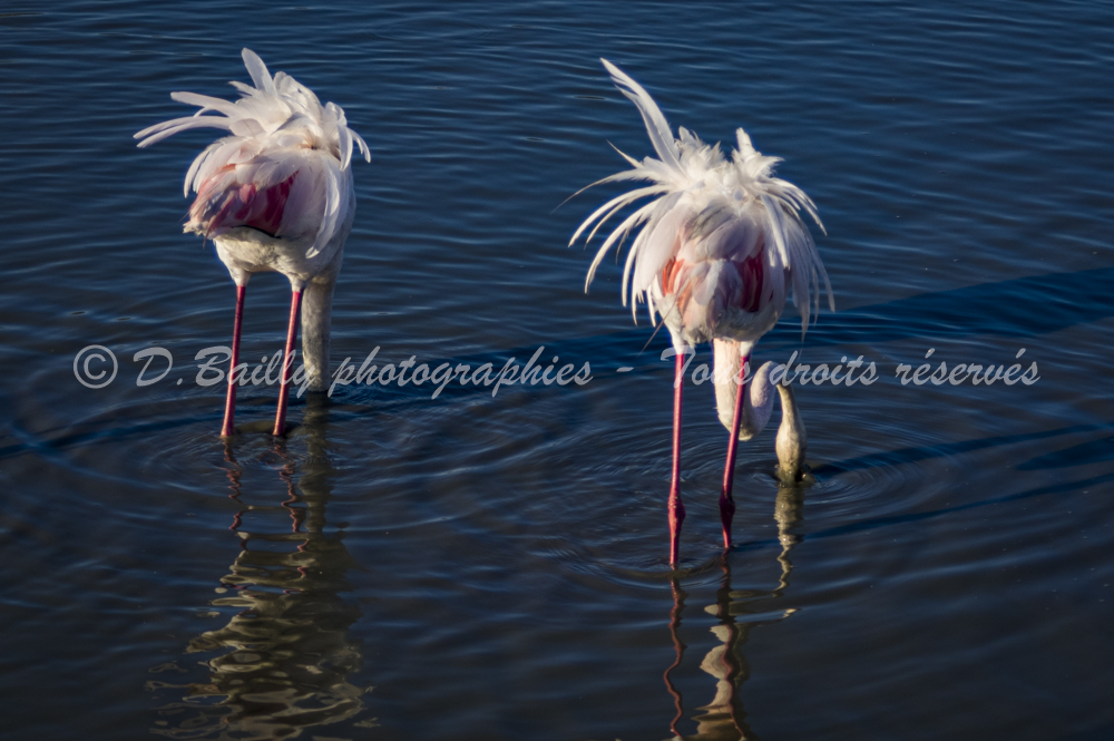 , Photo par Denis Bailly