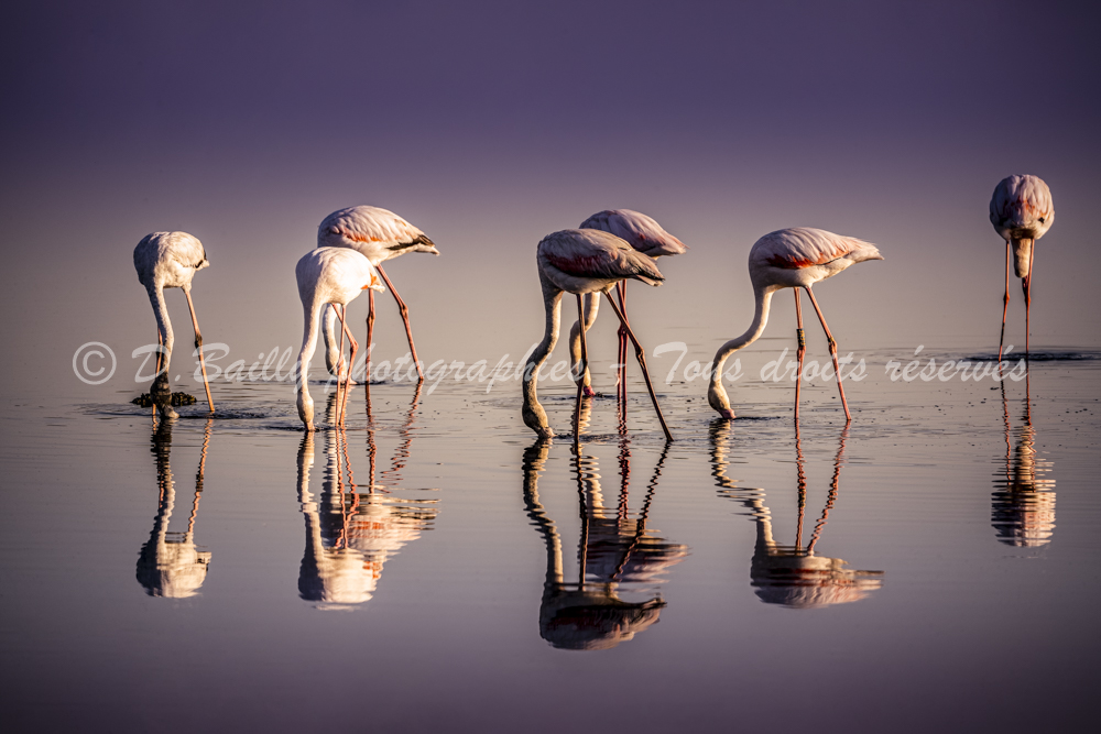 , Photo par Denis Bailly