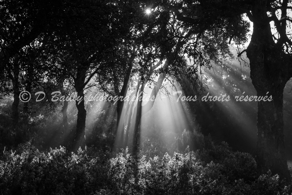 , Photo par Denis Bailly