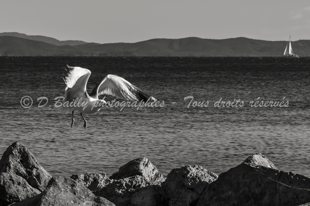 , Photo par Denis Bailly