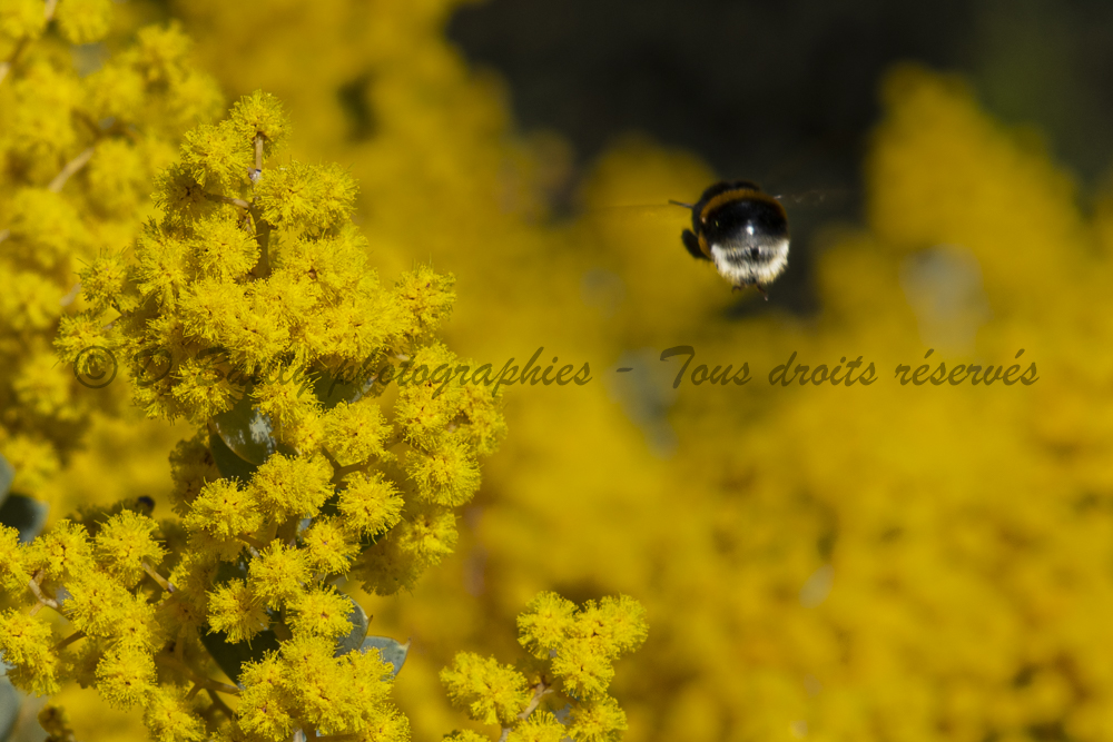 , Photo par Denis Bailly