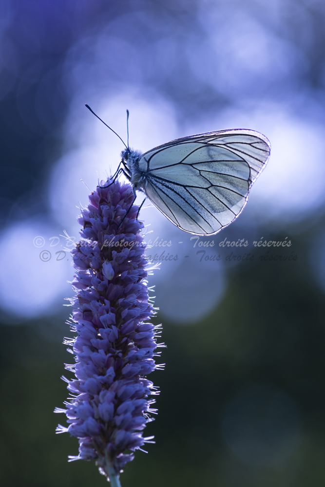 , Photo par Denis Bailly