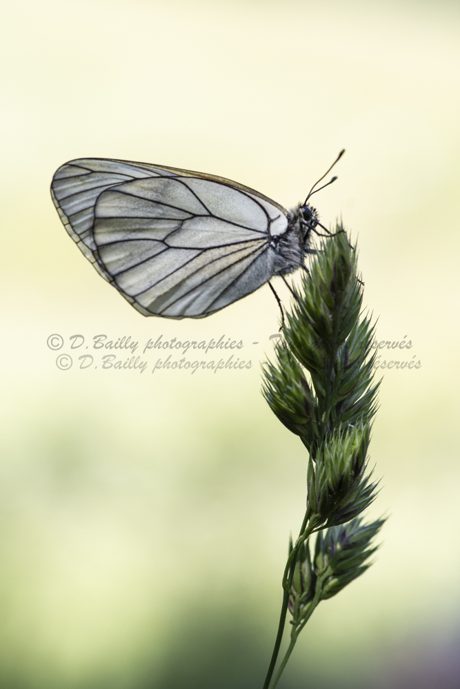 , Photo par Denis Bailly