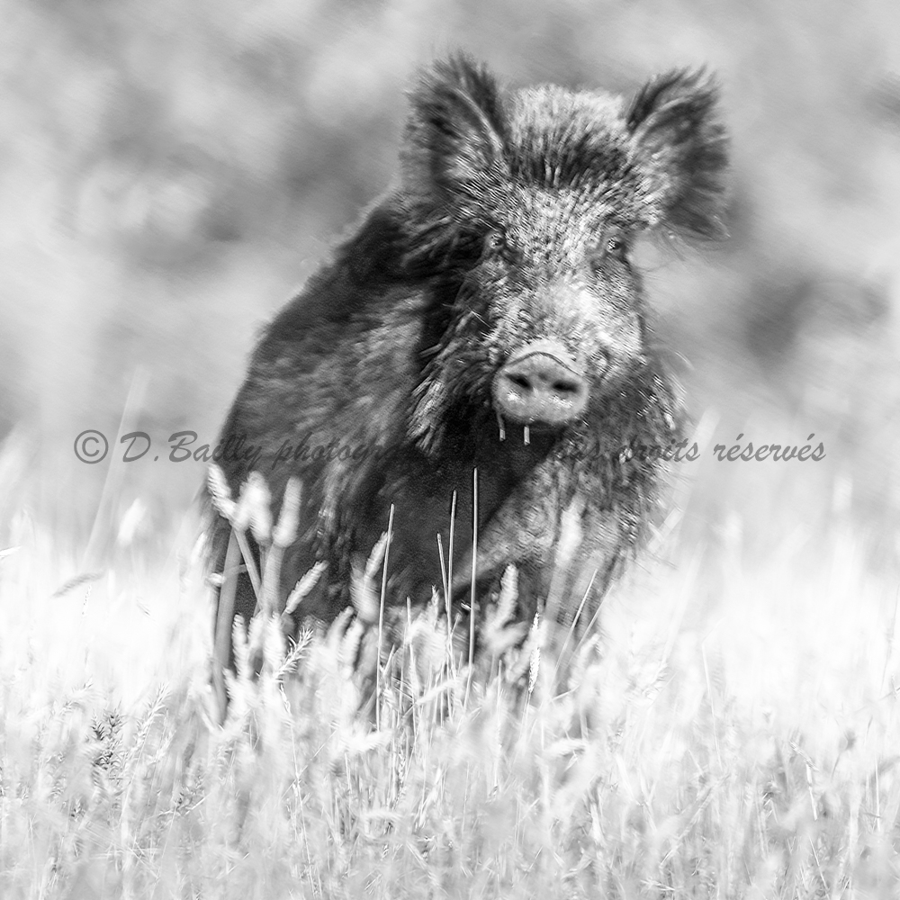 , Photo par Denis Bailly