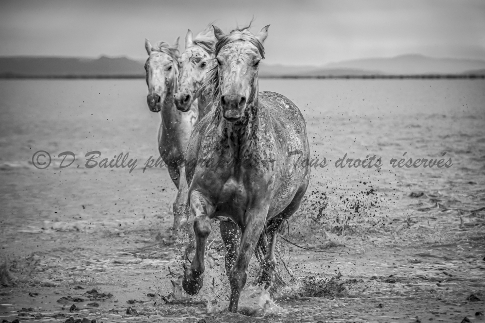 , Photo par Denis Bailly