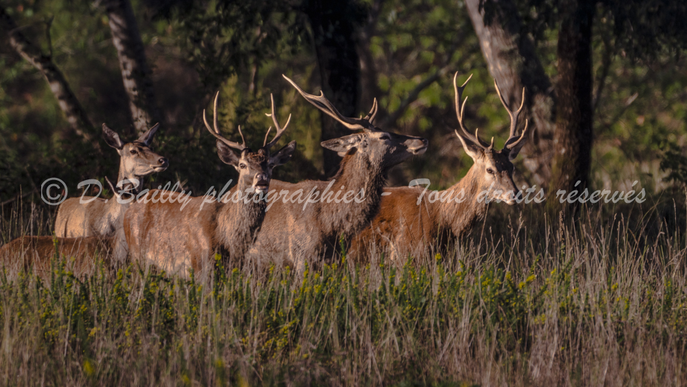 , Photo par Denis Bailly