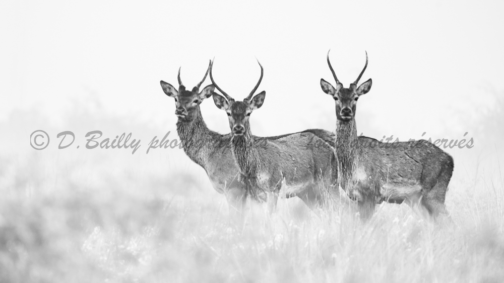 , Photo par Denis Bailly