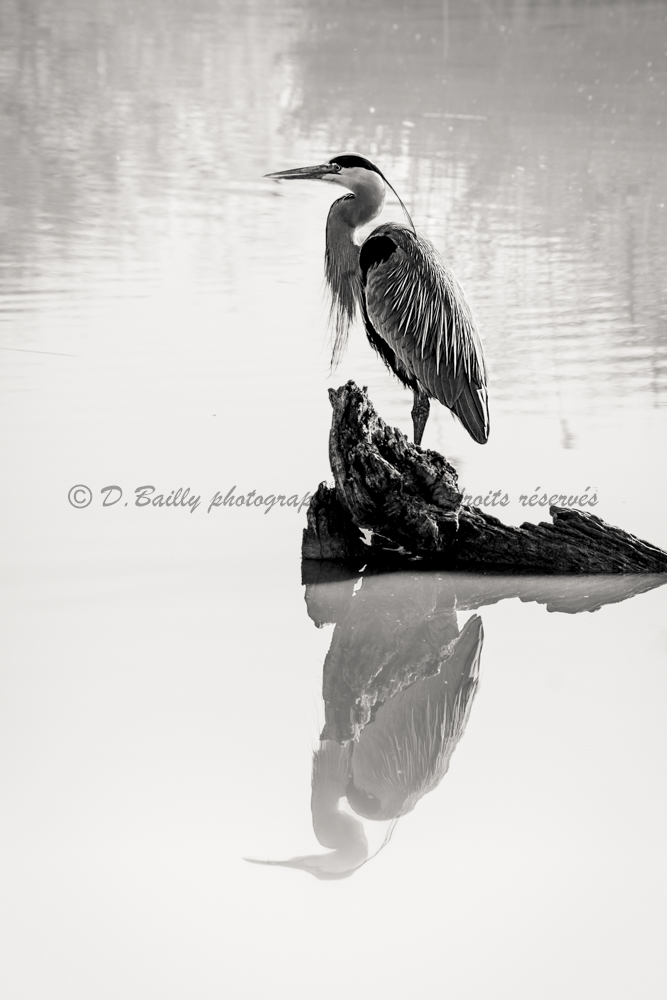 , Photo par Denis Bailly