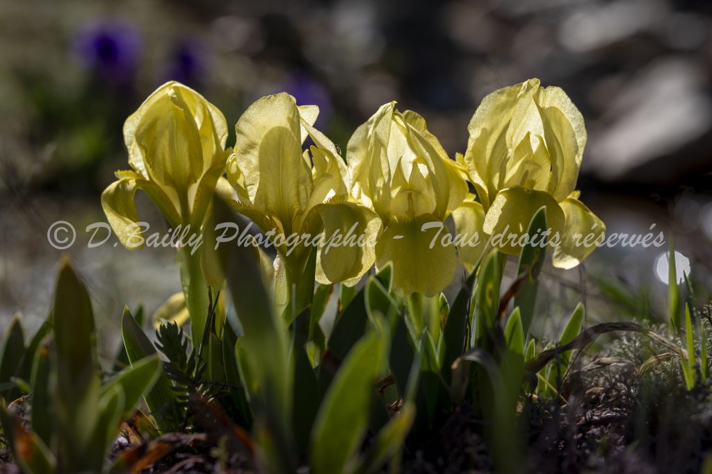 , Photo par Denis Bailly