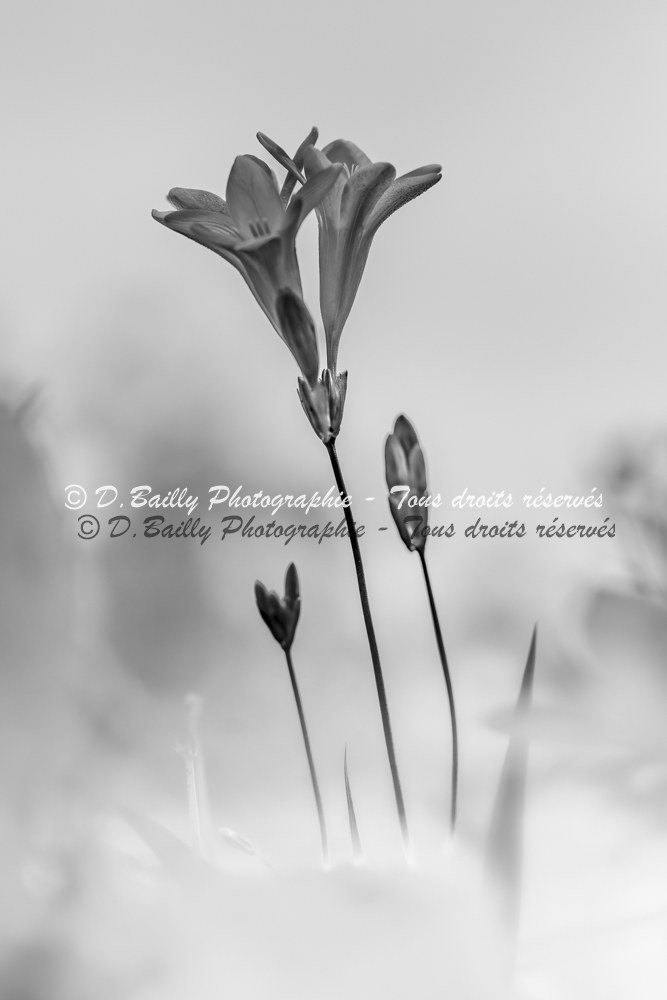 , Photo par Denis Bailly