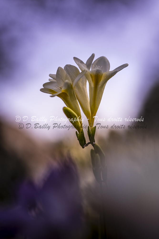 , Photo par Denis Bailly