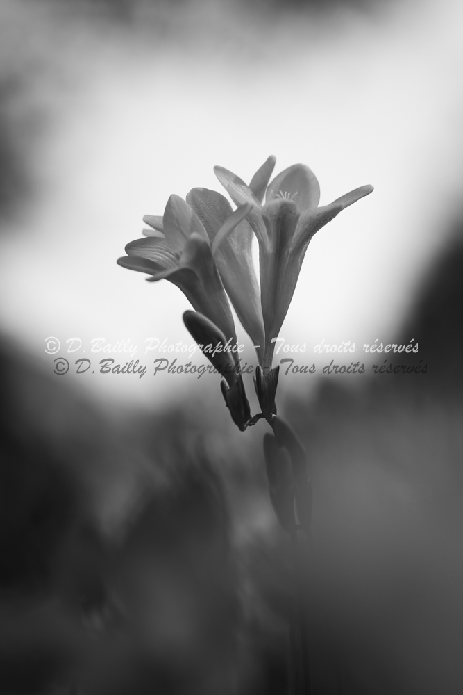 , Photo par Denis Bailly