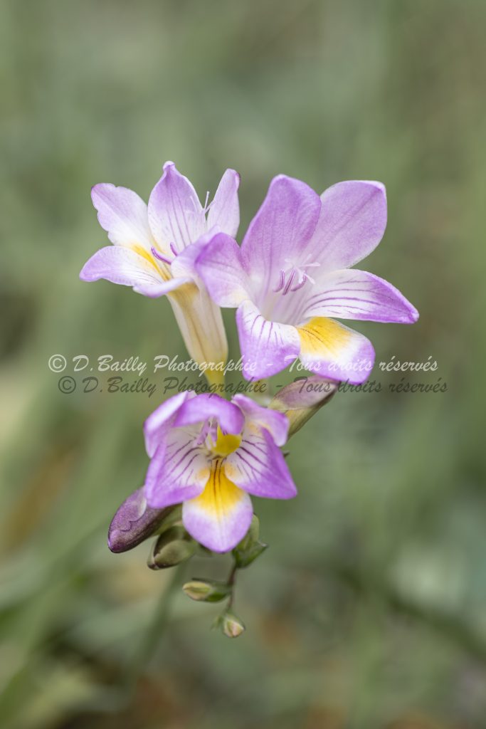 , Photo par Denis Bailly