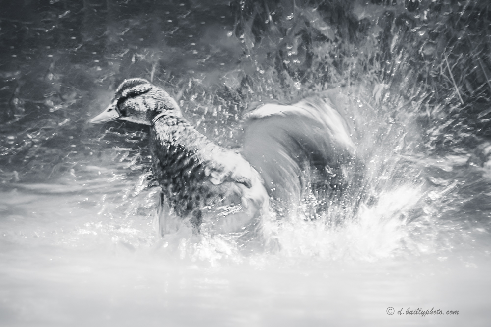 , Photo par Denis Bailly